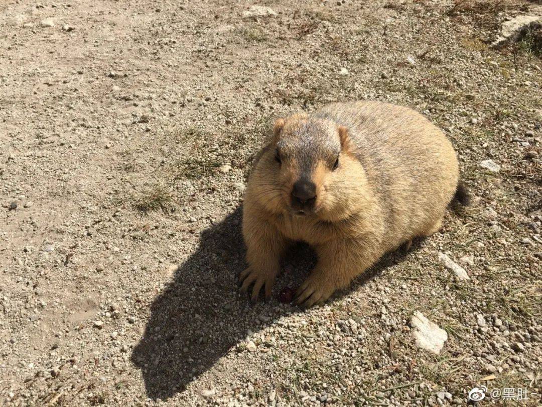 土撥鼠_旱獺_來源