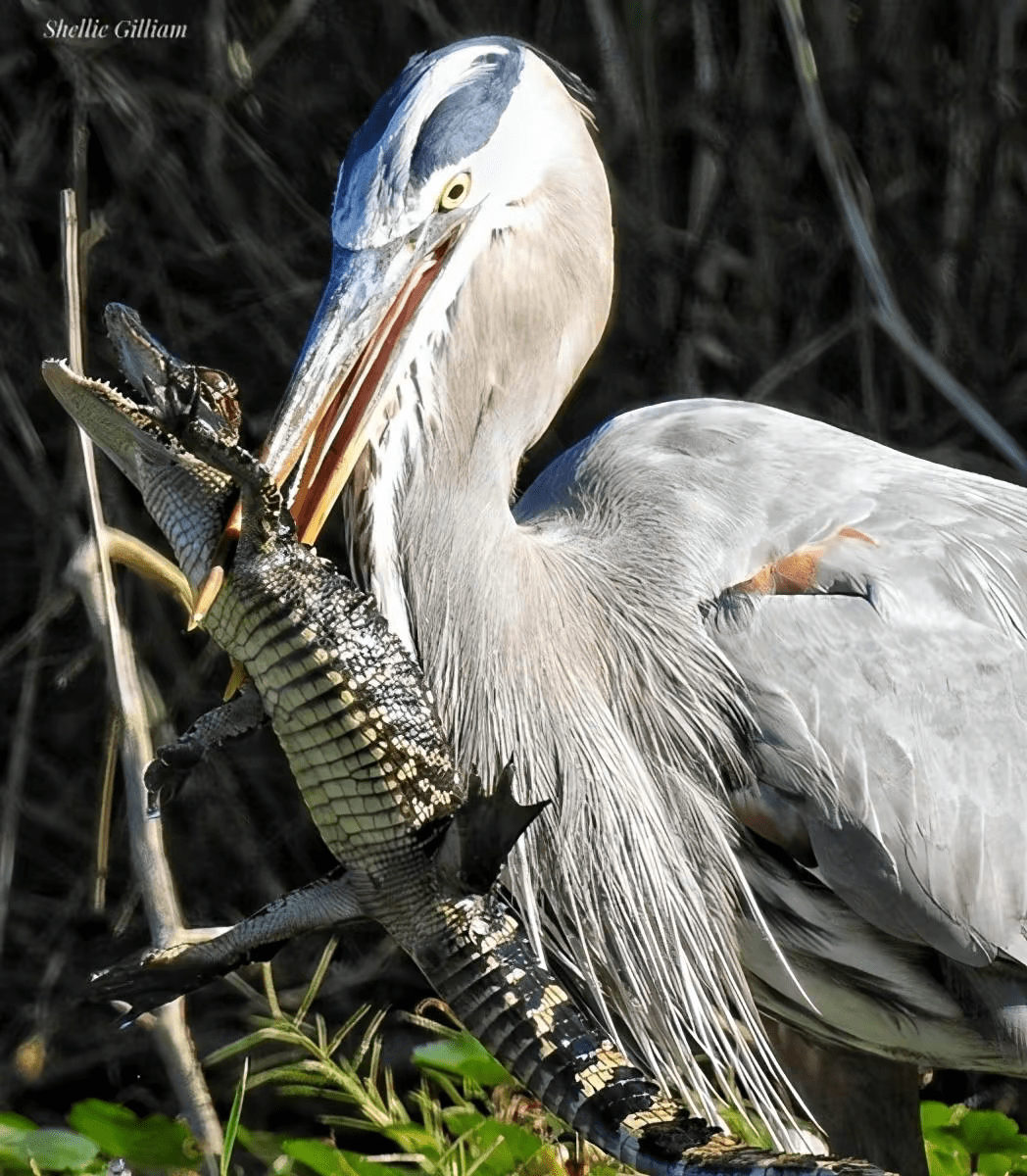徐州惊现一"牢底坐穿鸟",长得怪无人识,蛇鳗从其肚内打孔钻出