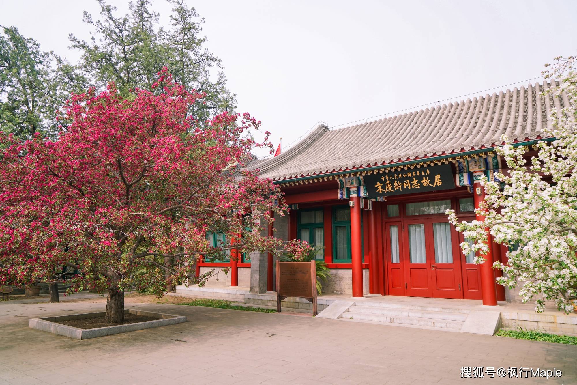藏在宋庆龄故居里的最美十大树王之一,这对西府海棠四月已满开