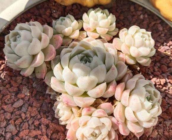 多肉铺面用哪种土 别再用赤玉了 试试硅藻土 多肉铺面神器 粉紫色