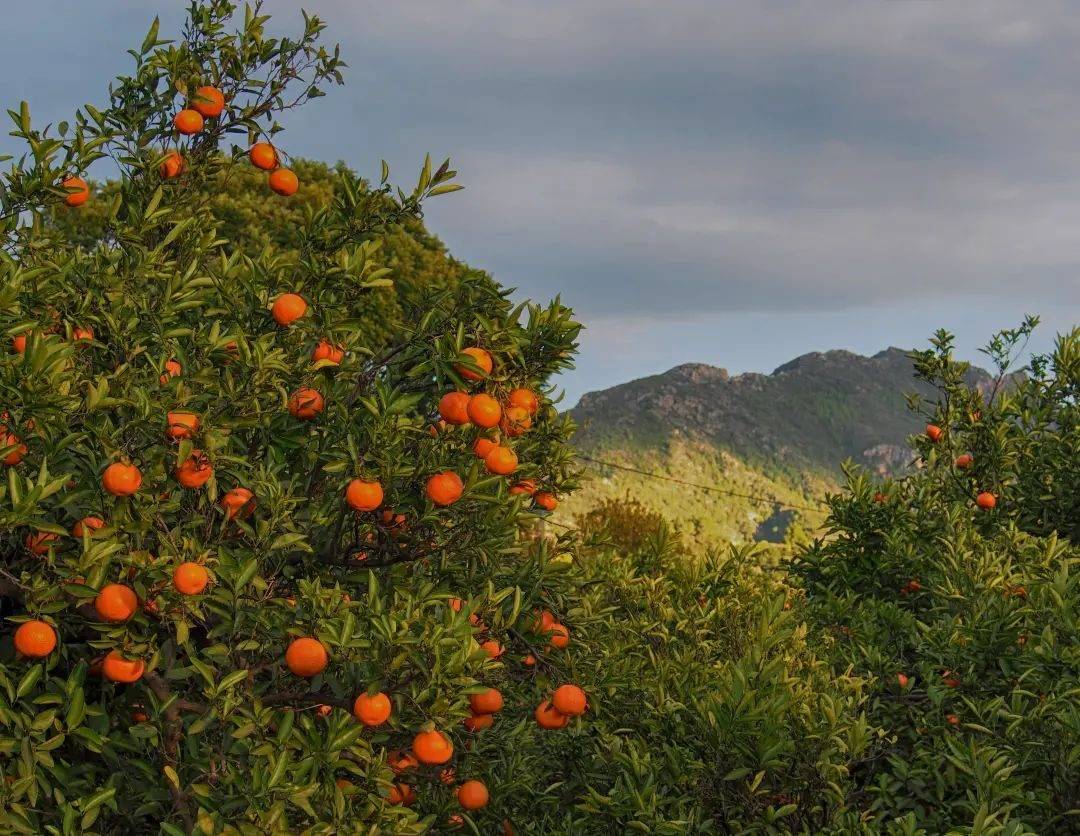 有生活三门花桥镇风貌换新颜成为特色农业强镇