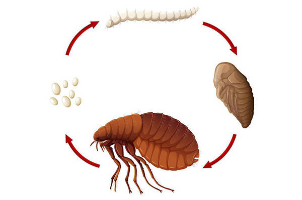 cpco中蟲協有害生物防制之如何消滅跳蚤