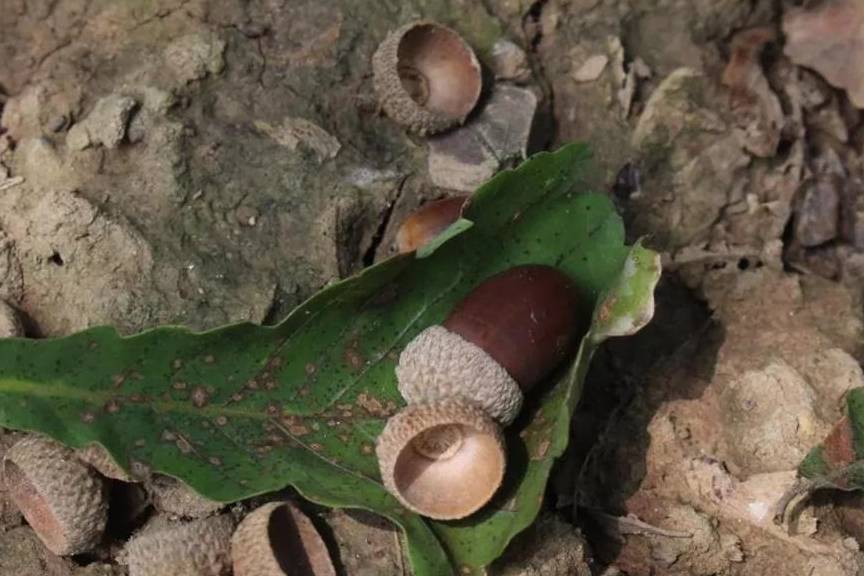 二,青冈子的价值虽然现在青冈子在农村就算掉落了一地也没人要.