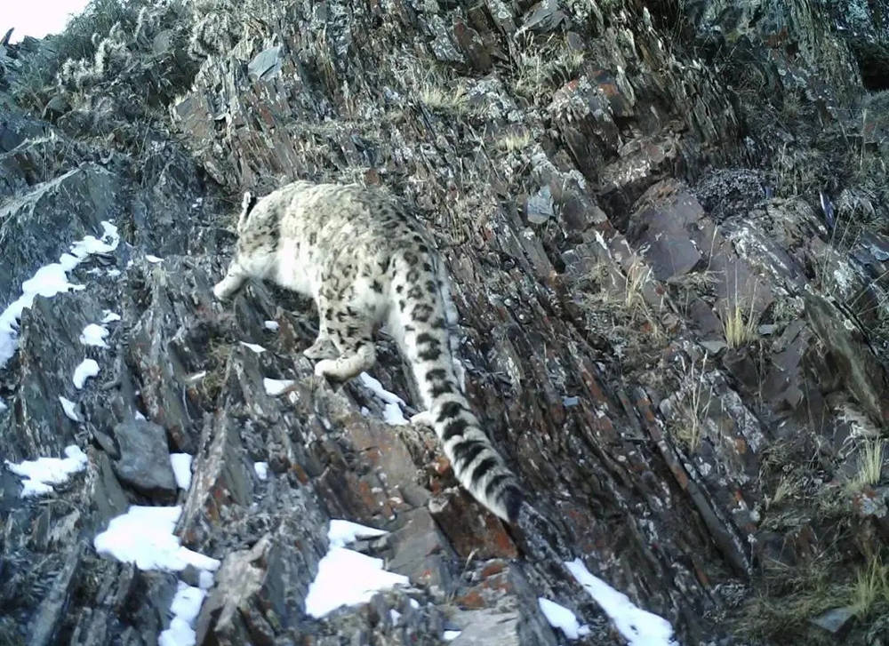 原创新疆阿勒泰出现3只雪豹满山搜寻盘羊的气味能把猎物追到跳崖