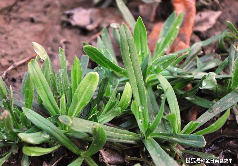 保存香椿别用盐腌 试试农家土办法 冬天炒鸡蛋真香 放一年不坏 山野菜 翠绿色 香气