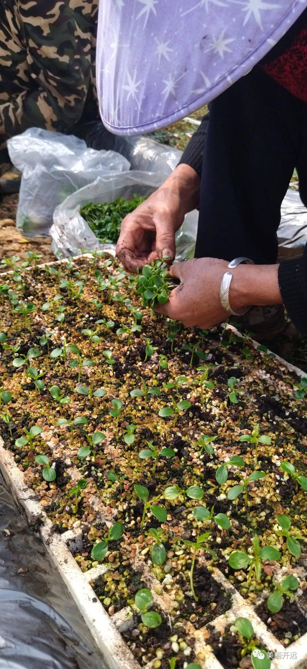 基地负责人告诉记者,公司今年育有香椿苗250万株,可供2500亩土地种植.