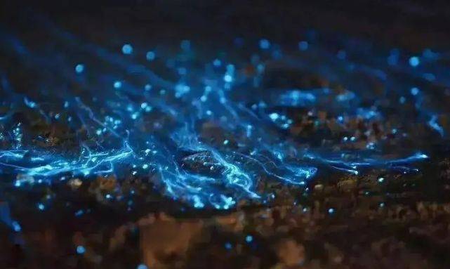 福建人:"蓝眼泪"还可以带回家养!_蓝色_平潭_微生物