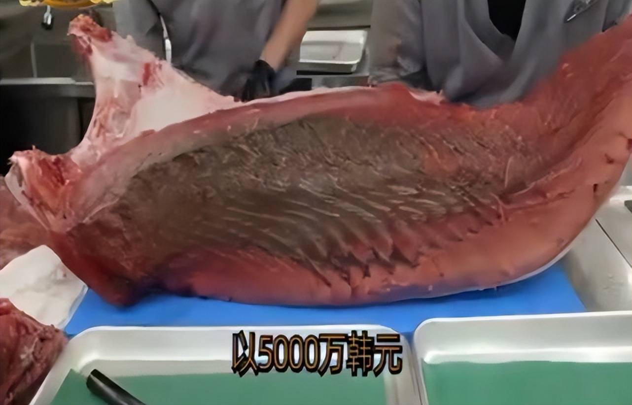 则折合人民币约30万的价钱,买了一条600多斤的蓝鳍金枪鱼,但却因为一