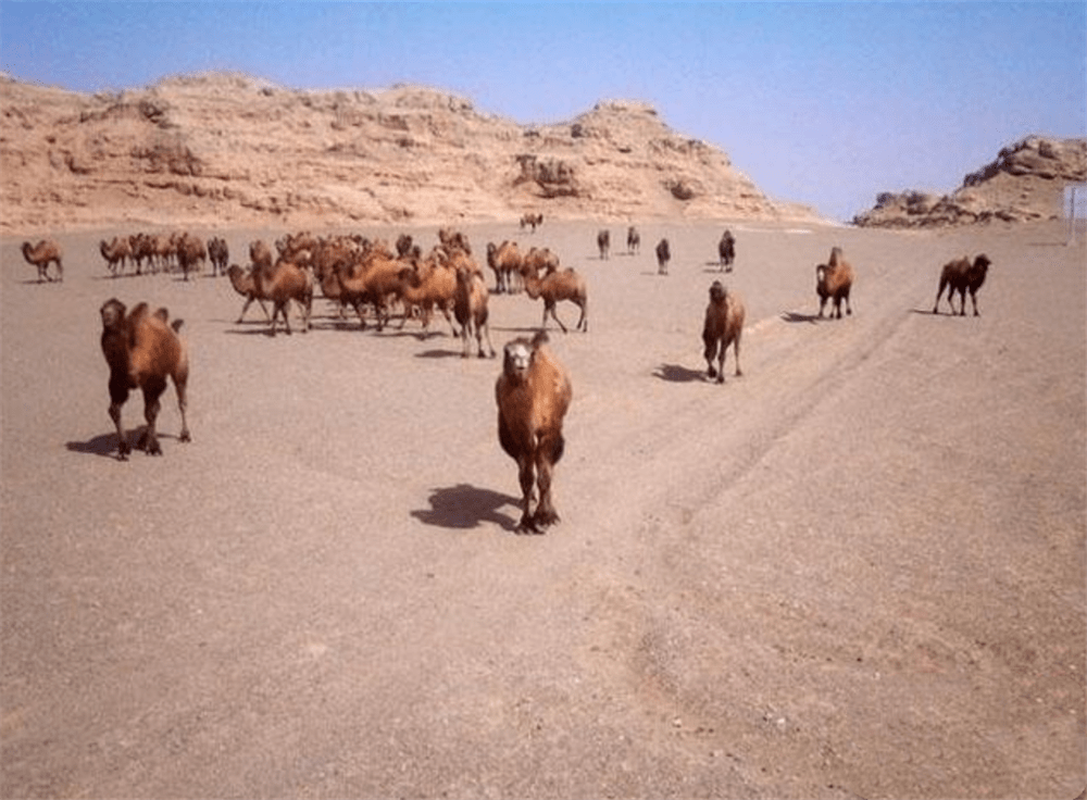 甘肃敦煌发现野骆驼，遇到狼群围攻，母骆驼引开狼群，保全了驼群