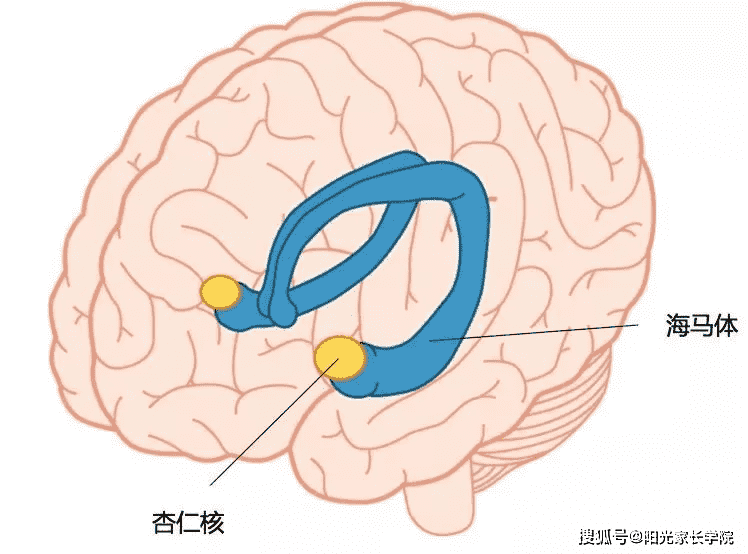 學習記憶法那麼多海馬體瞭解過嗎