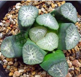 5种漂亮多肉，寓意美好，生机勃勃