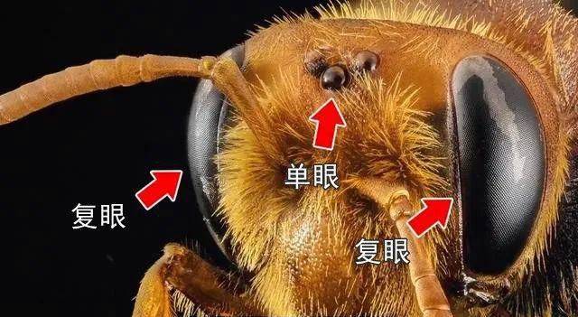 一家一救广西村民扫墓遭马蜂袭击1人遇难多人受伤遇蜂蛰如何急救_蜜蜂