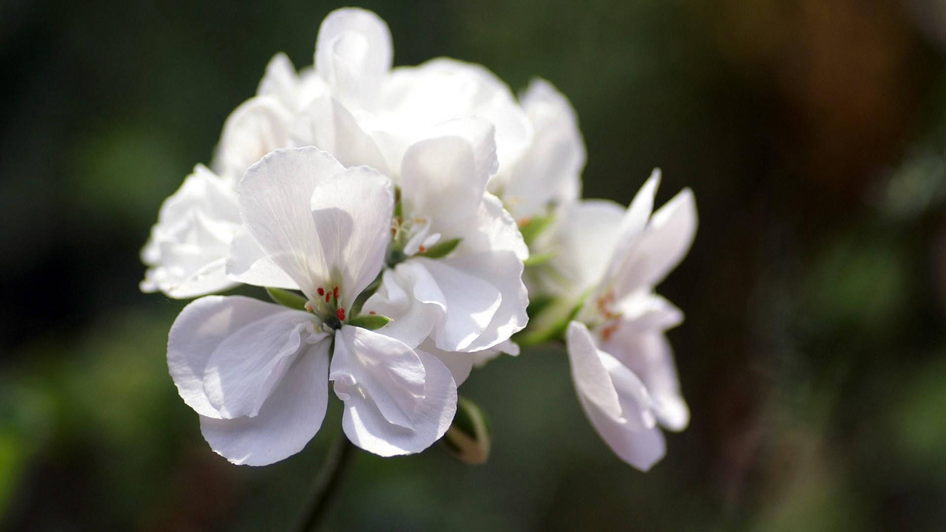 4月16日 22日爱情运势 桃花逆袭 红鸾心动的四大星座 对方 伴侣 单身