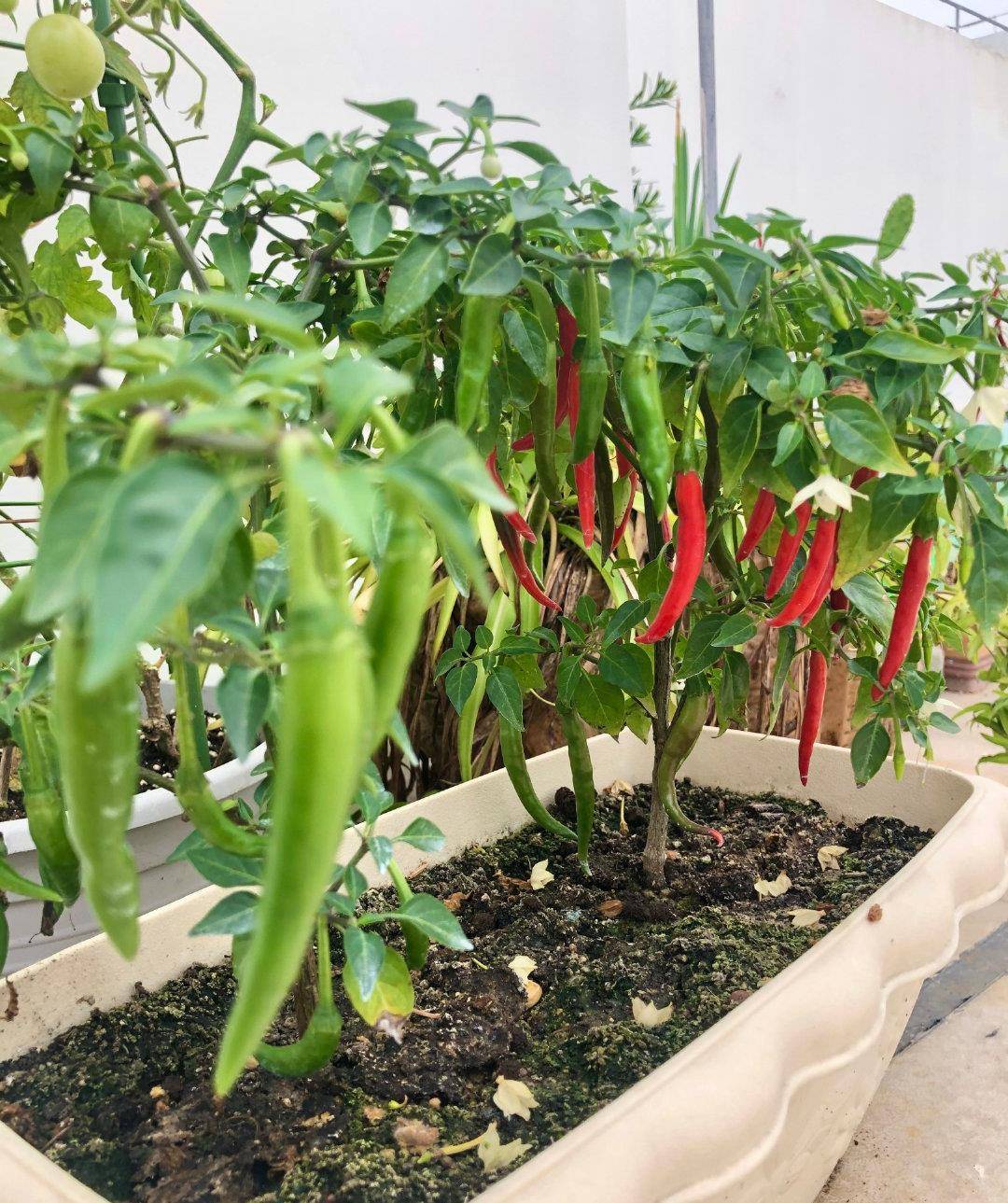 阳台种辣椒长到一米高挂果几十个种3棵吃一年
