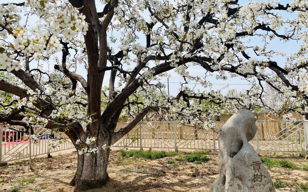 花海澎湃 孕育北京地标果品的429岁古梨树花期正盛_庞各庄镇_鸭梨