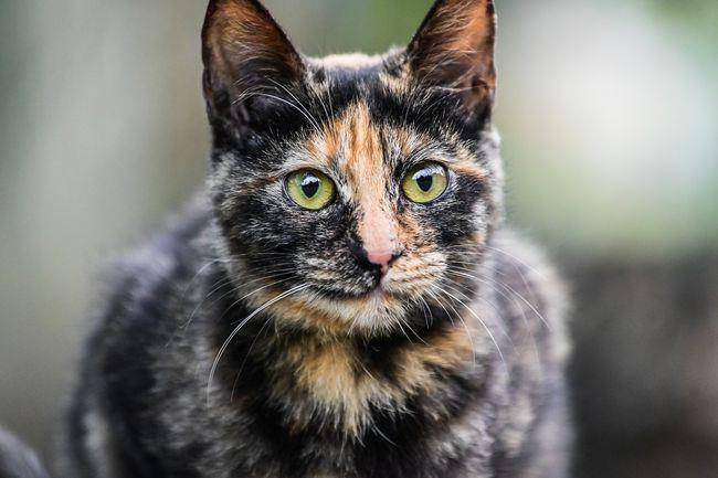 铲屎官们你家的猫叫什么名字?你知道古代猫咪的名字有多好听吗​