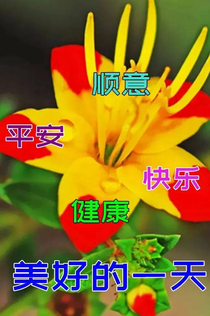 8张特别好看的早上好图片鲜花带字带祝福语 2022最美春日早安问候祝福