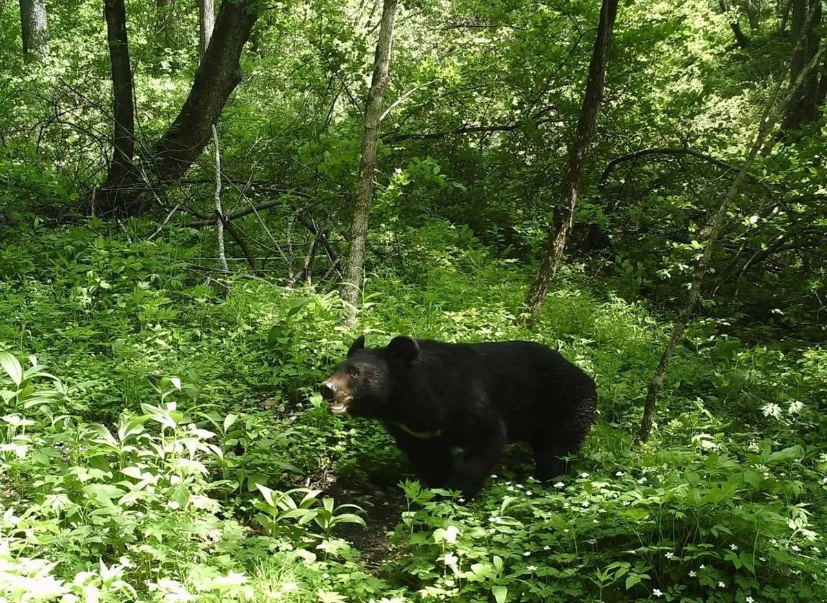 原创秦岭发现月熊长一身黑毛能直立行走发怒时敢跟豹子对打