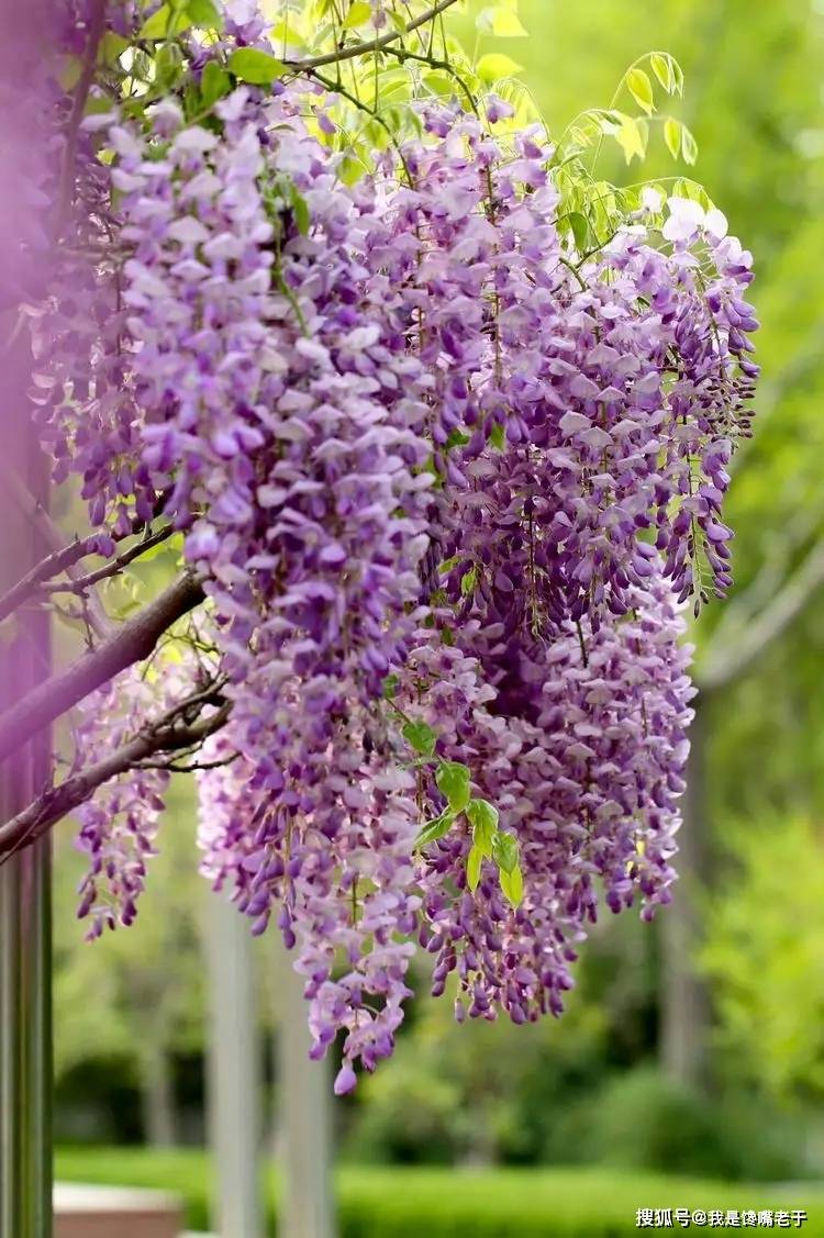 原创都是槐花紫色黄色白色槐花有啥不同差别很大早懂早受益