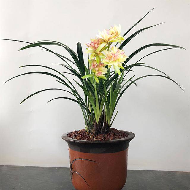 此兰被誉为 三大奇花之首 花姿典雅大气 兰香浓郁持久 兰花 花卉 花色 此兰被誉为 三大奇花之首 花姿典雅大气 兰香浓郁持久 兰花 花卉 花色