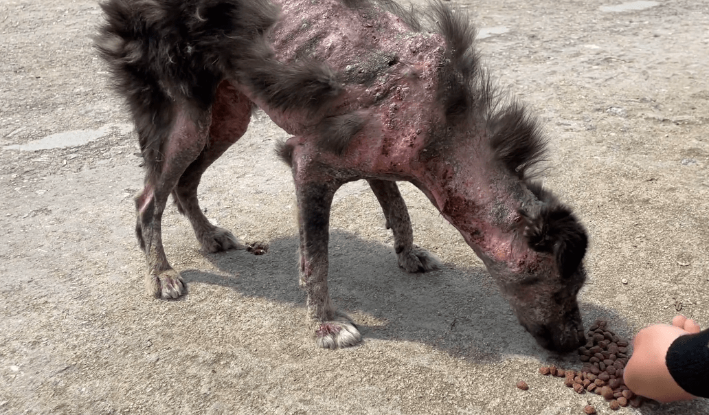 原创腐烂长蛆的流浪狗因散发恶臭而被村民驱赶后哪怕获救也依然不安