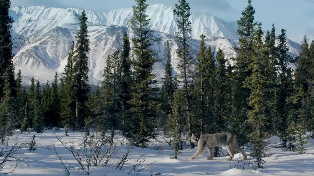大猫加拿大猞猁猎捕雪兔子瞬间