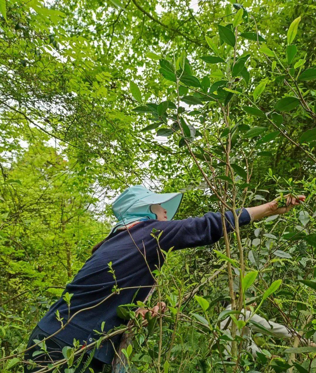 源自深山,野性天养——大国礼茶 国昂荒野白毫银针