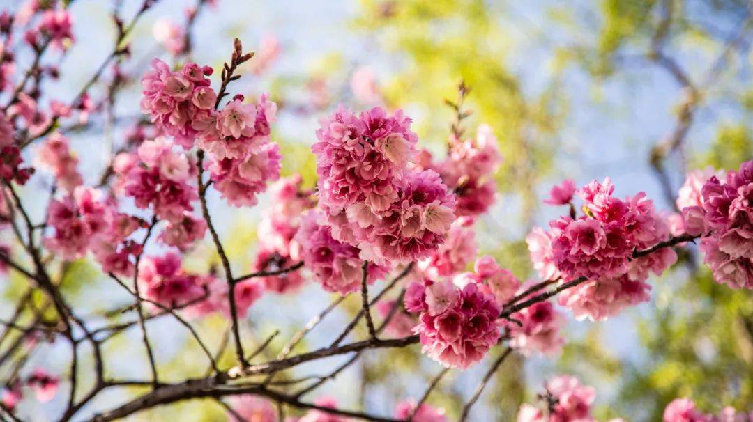 大理季节限定景致：樱花、稻田、杜鹃，这是对每一位旅人的馈赠！