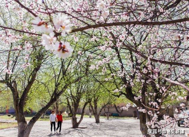 雲遊|鮮花鋪滿伊犁河谷,美得令人心顫_伊寧縣_杏花_坎鄉