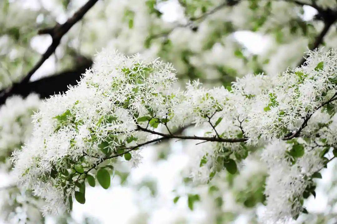 四月雪扮靓千年孟府济宁邹城流苏花开