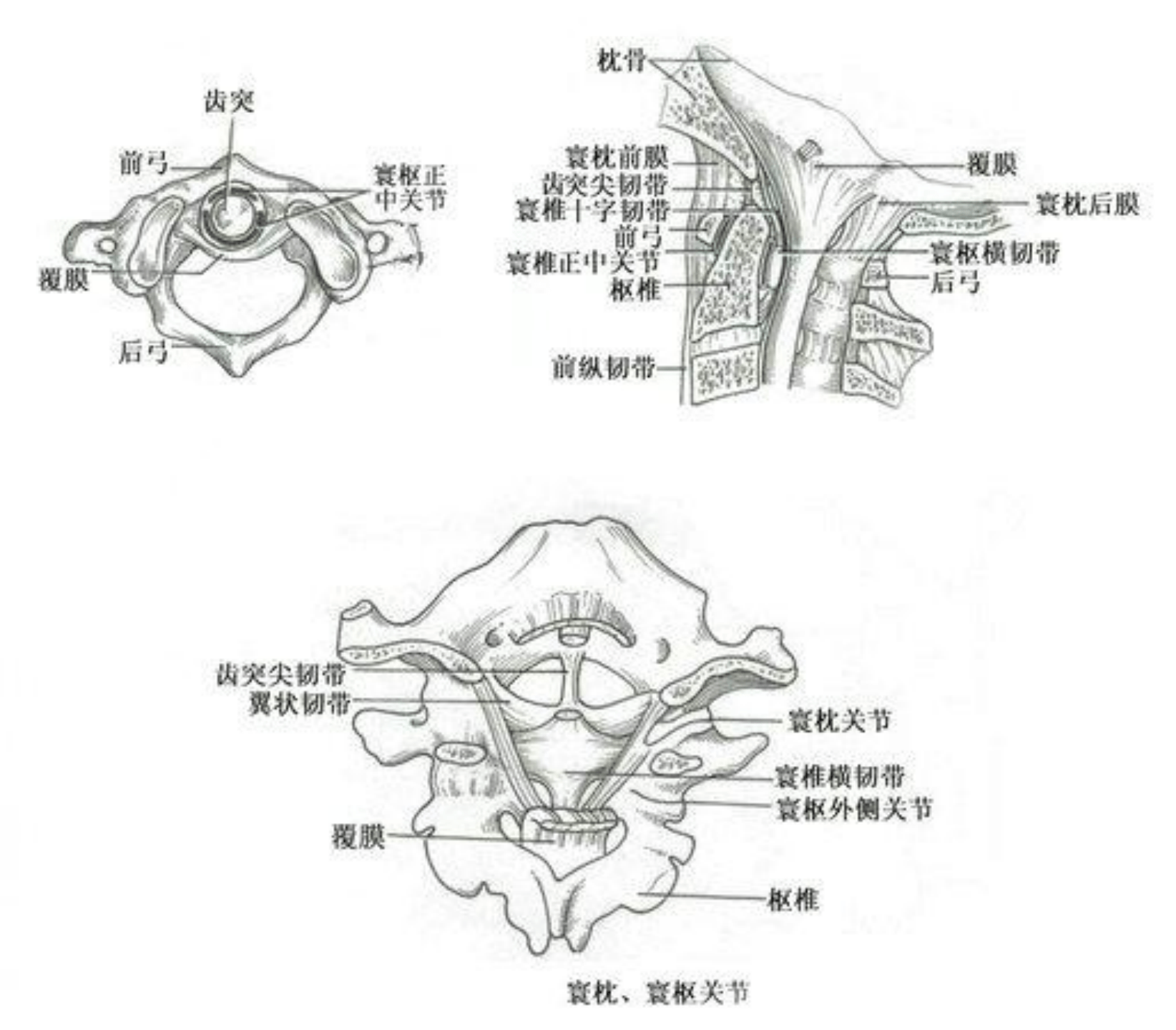 孩子突然歪脖居然是頸椎這個地方脫位了