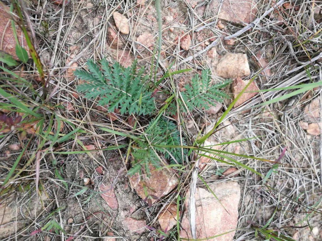 野鸡腿草图片