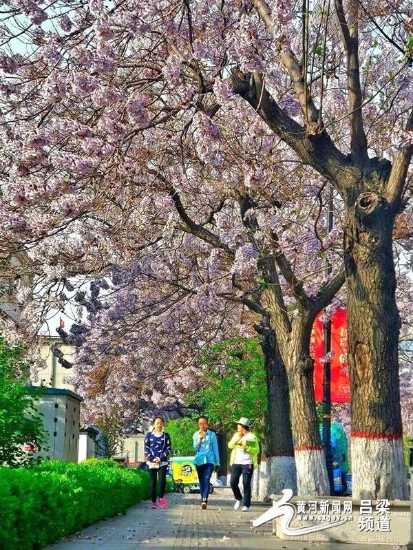 山西汾阳：泡桐树花开 成一道靓丽风景线