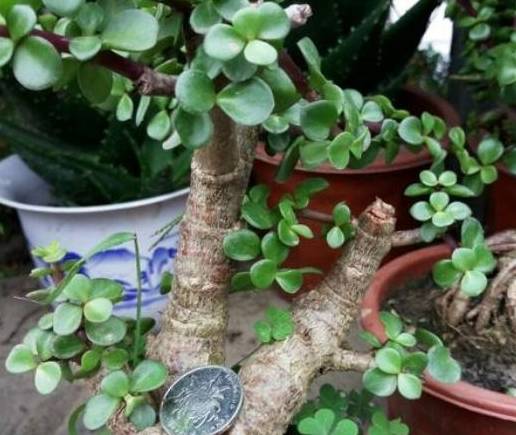 老花匠1把大菜刀 10年多肉盆栽 1分为6 盆盆修出悬崖老桩 植物 修剪 造型