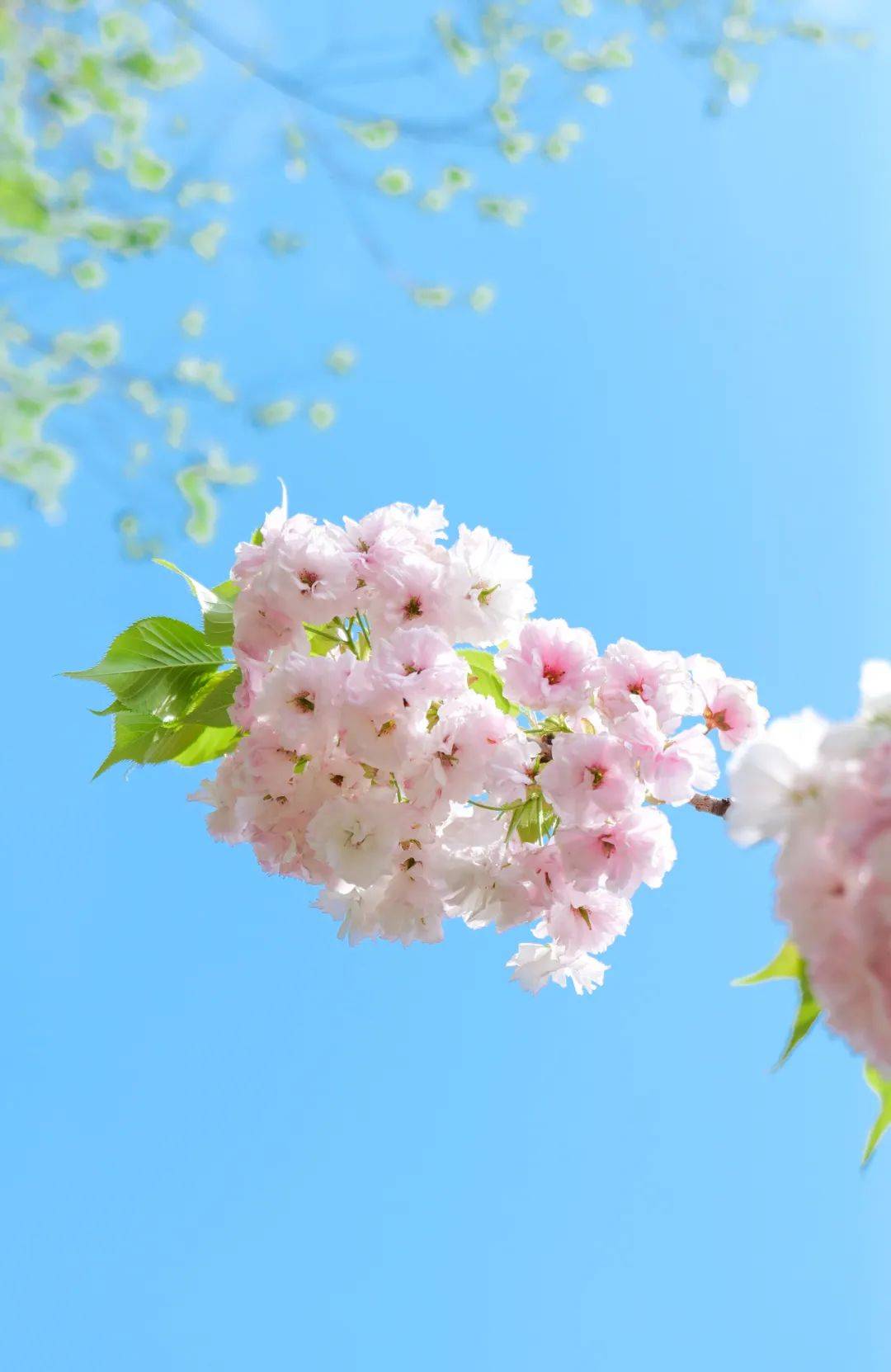 河南旅游治愈系樱花郑州绿博园内的春日美好