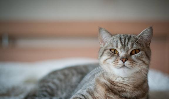 狸花猫与英短猫有4个区别 你觉得它们打架谁更厉害呢 猫咪 品种 一身