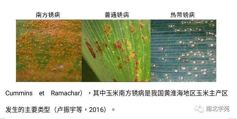 目前我国已发现的玉米锈病有3种类型,包括:由玉米柄锈菌引起的普通型