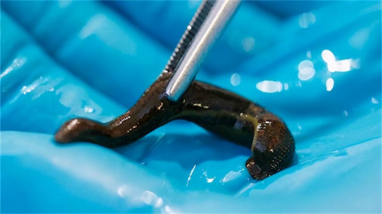 原创农村恐怖传说蚂蝗能钻入大脑吸干脑汁真的是这样吗