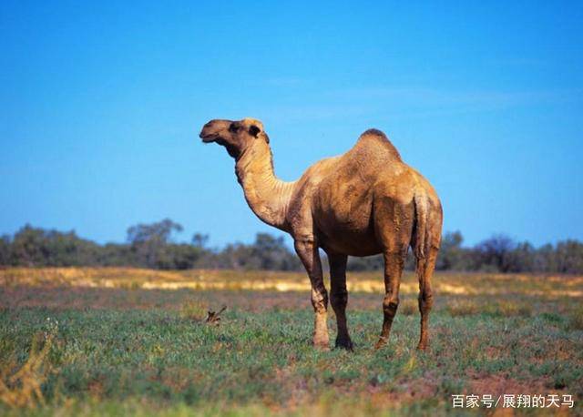 原创骆驼作为食草动物却没听说过食肉动物捕食它这是什么原因