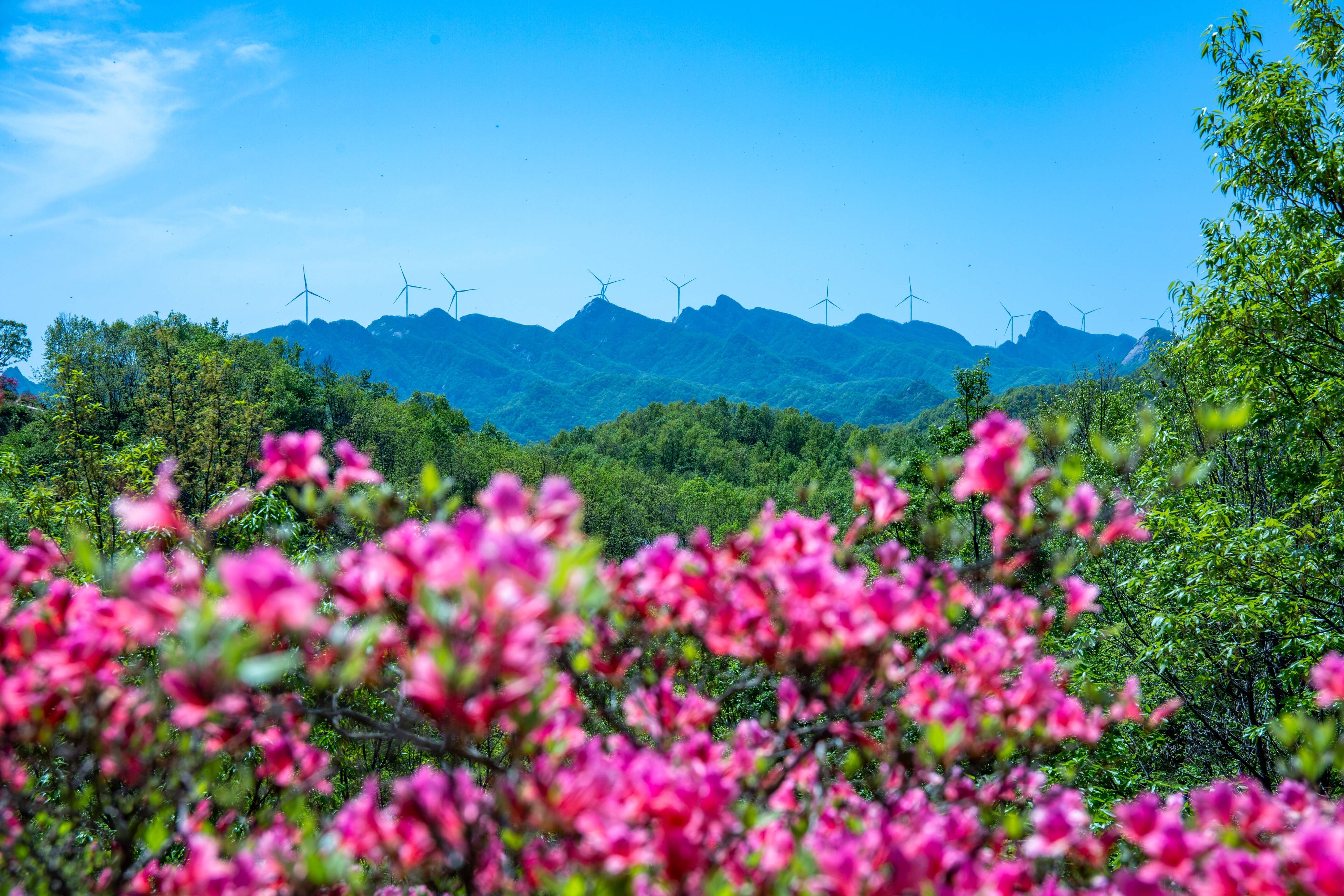 鲁山平沟杜鹃花图片