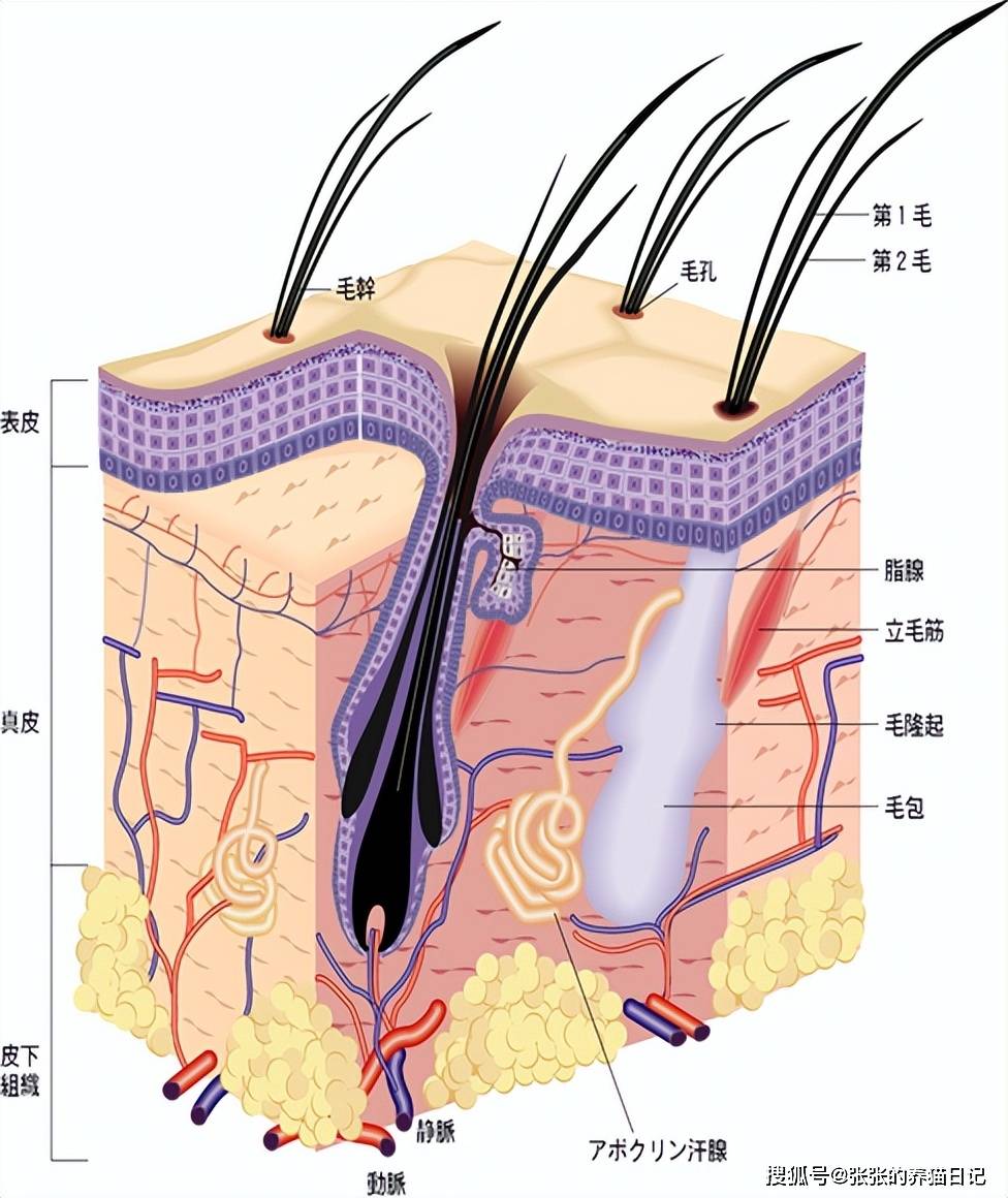 该如何补充?_omega_维生素_屏障