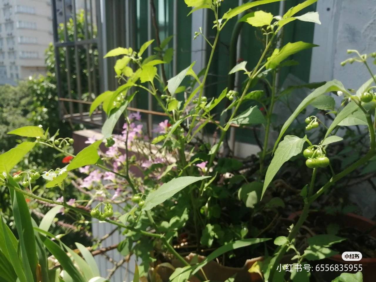 我种的白花菜开花,结果了,这可是从上思一个农庄拔回来种的