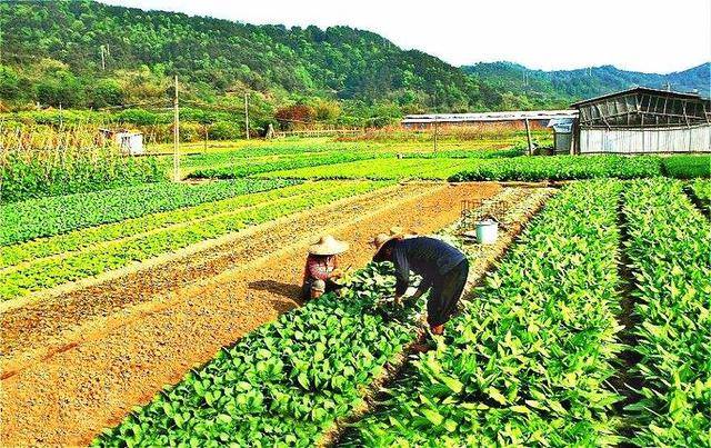 农田种菜照片图片