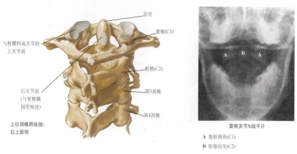 脊柱超详细图文解剖_颈椎_关节_胸椎