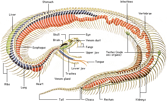 蛇的内脏结构图图片