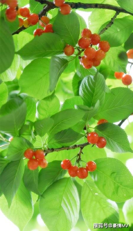 2022夏季清爽系绿色手机壁纸樱桃树的全面屏壁纸合集