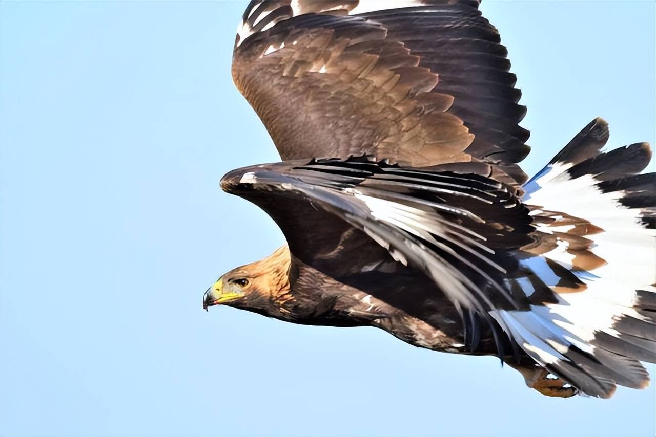 原创东北出现一只大神雕连续攻击一村民查出真相后村民被判刑
