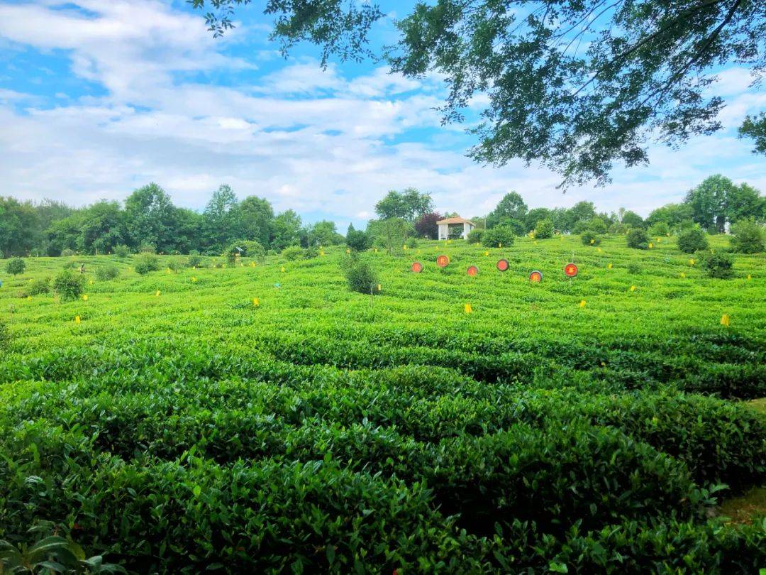 徽州区:茶博五一享美味 平安无疫醉花海_谢裕大_景区_月季花