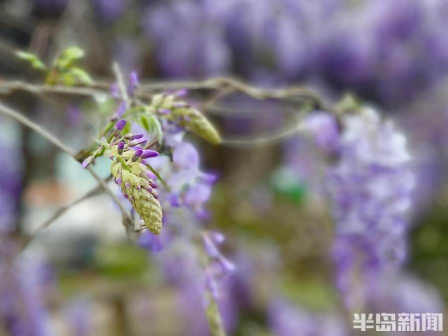 紫藤花开摇曳多姿 风铃 花香 花蔓