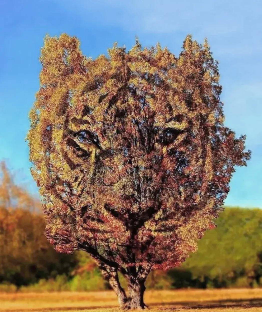 心理测试结果太准了图中你第一眼看到了老虎还是树